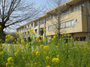 小金北小学校